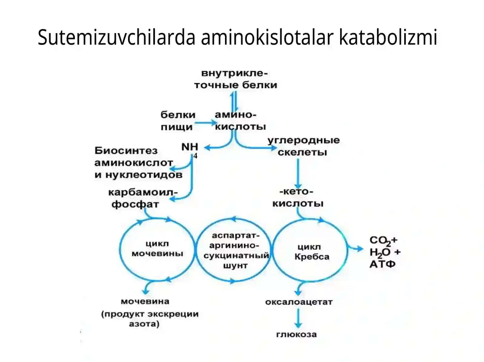 ammiak, karbamid, siydik kislotasi 3