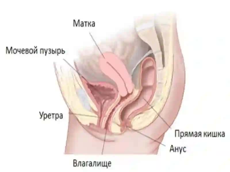 Jinsiy a`zolarning to`g`ri joylashishi nima degani? 3