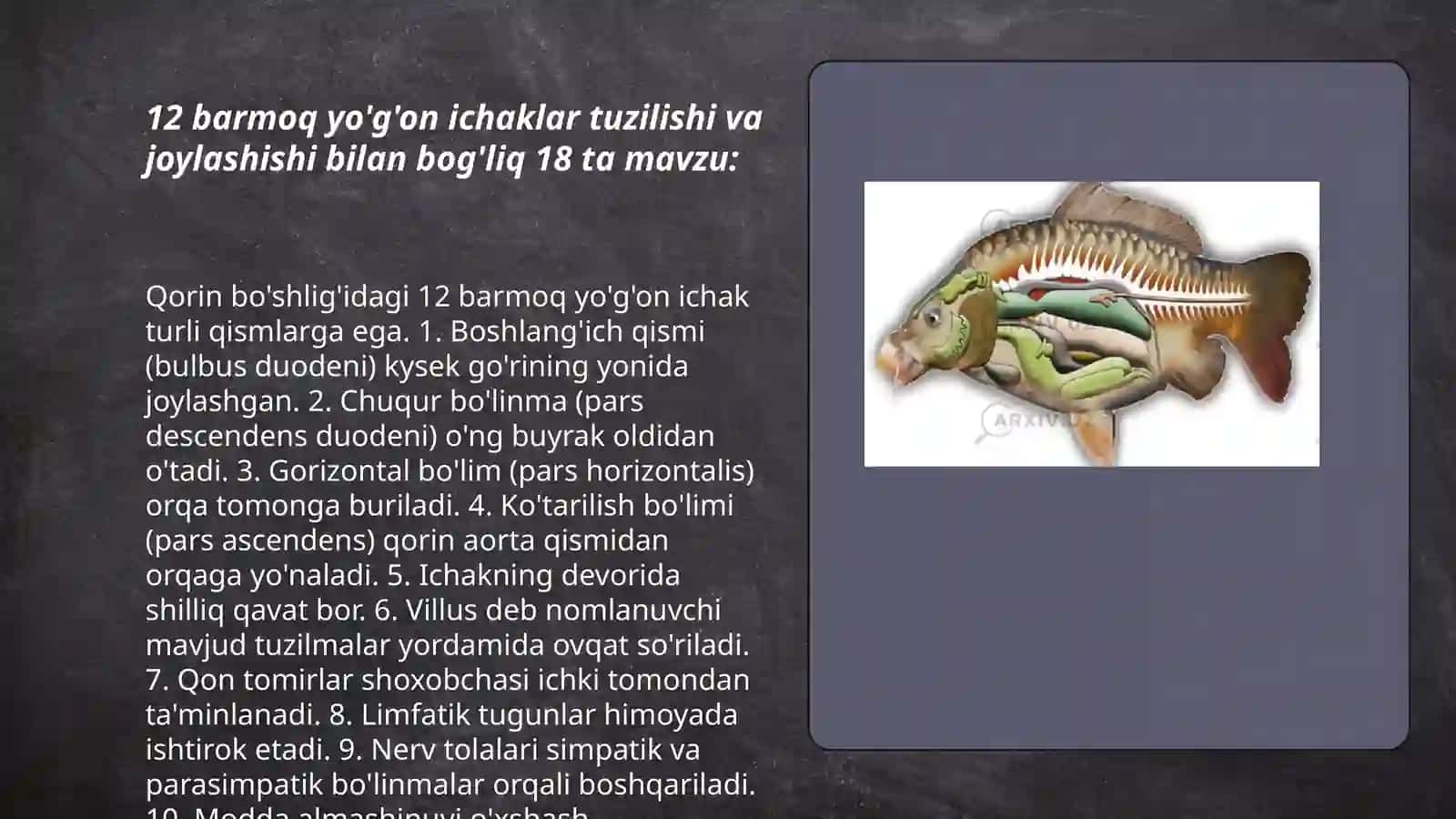 12 barmoq yo'g'on ichaklar tuzilishi 3