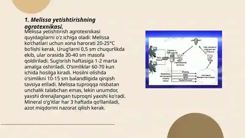 O'zbekistonda dorivor melissa yetishtrish texnalogiyasi 3