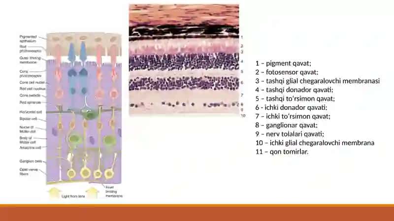 Fotoretseptor hujayralarining ultrasturkturasi vagistofiziologiyasi 3