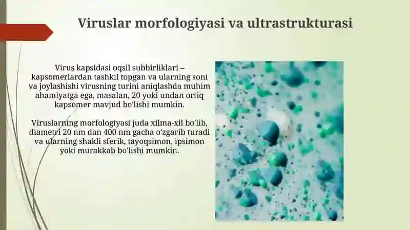 Mikroorganizmlarning morfologiyasi, fiziologiyasi va kimyoviy tarkibi, ultrastrukturasi 3