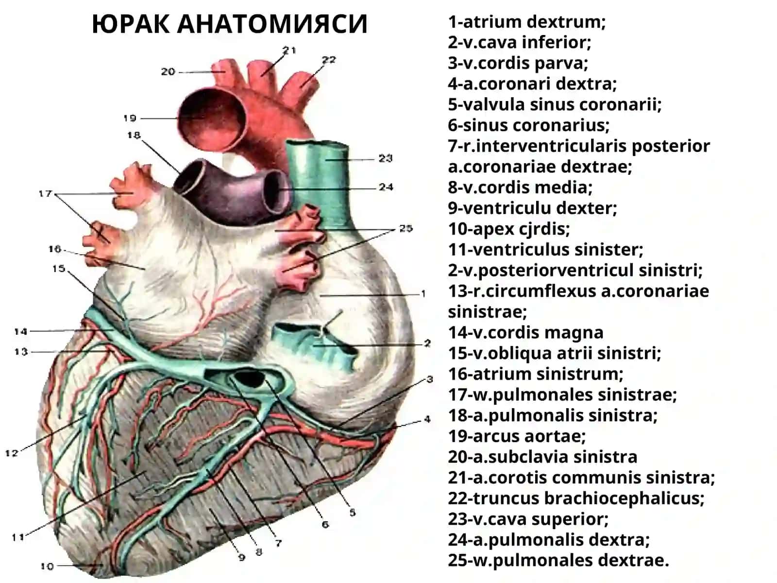 YURAK ANATOMIYASI 3