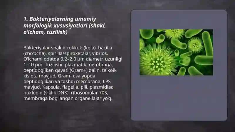 Bakteriyalarning morfologiyasi 3