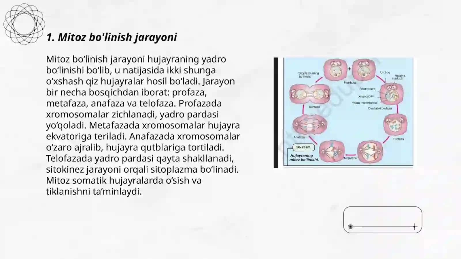 Mitoz bo'linishi va unga ta'sir qiluvchi genetik va ekalogik faktorlar 3