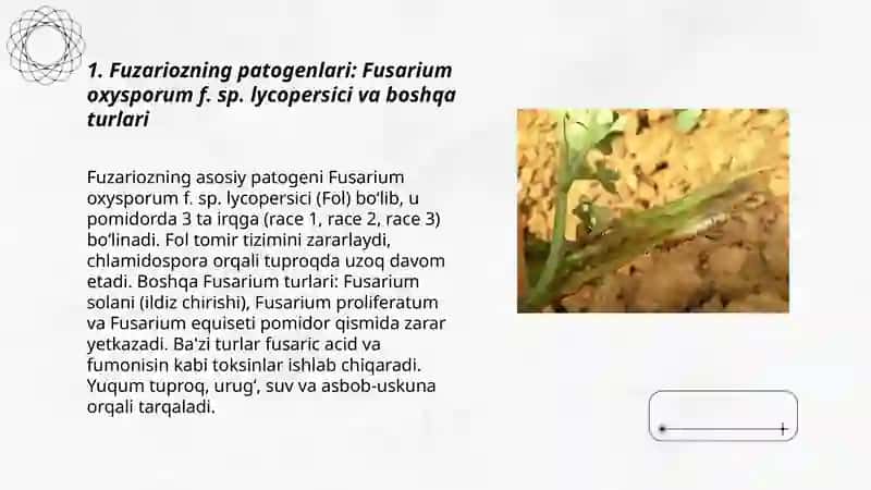 Pomidorning fuzarioz kasalliklari 3
