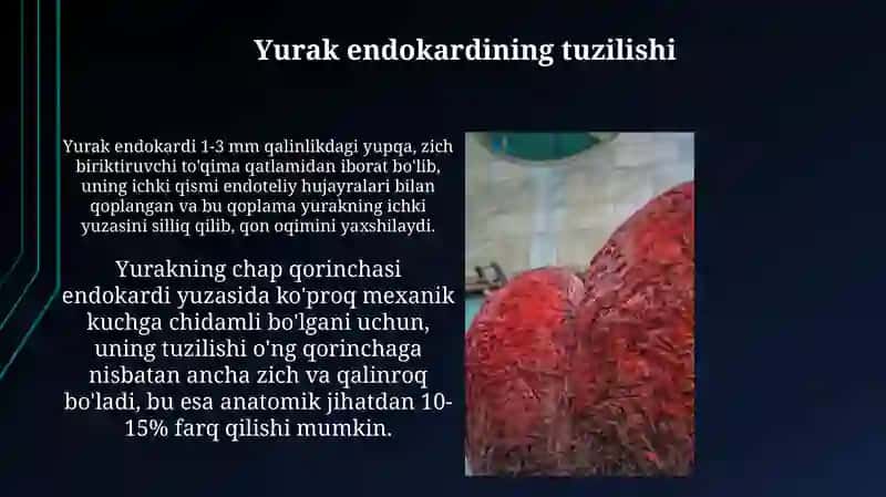 Yurakning gistologik tuzilishi 3