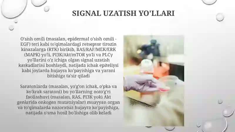 Hujayra proliferasiyasi 3