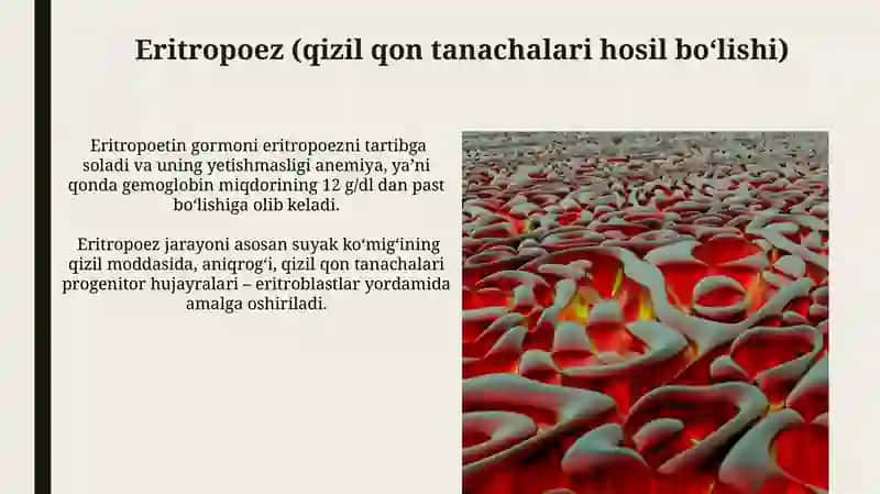Gemotsitopoez.Qon hujayralarining shakllanishi 3