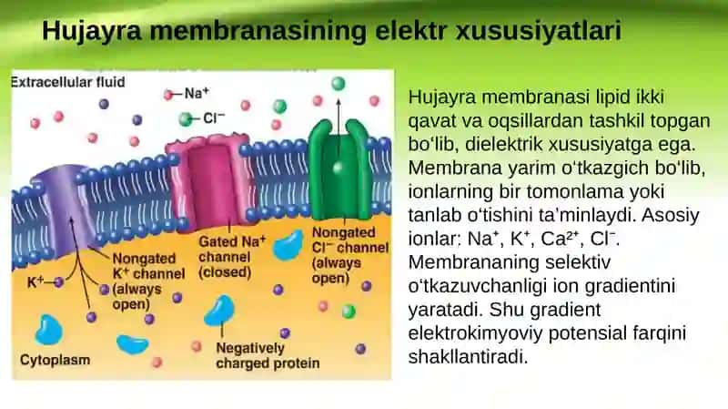 Bioelektrodinamika va elektrokardiografiya asoslari. Hujayra membranasida biopotentsiallarning hosil boʻlishi 3