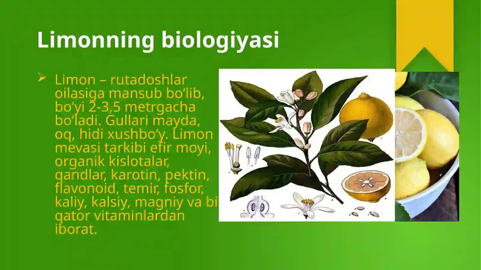 Limon oʻsimliging dorivorlik xusuiyatlari va yetishtirish texnologiyasi 3