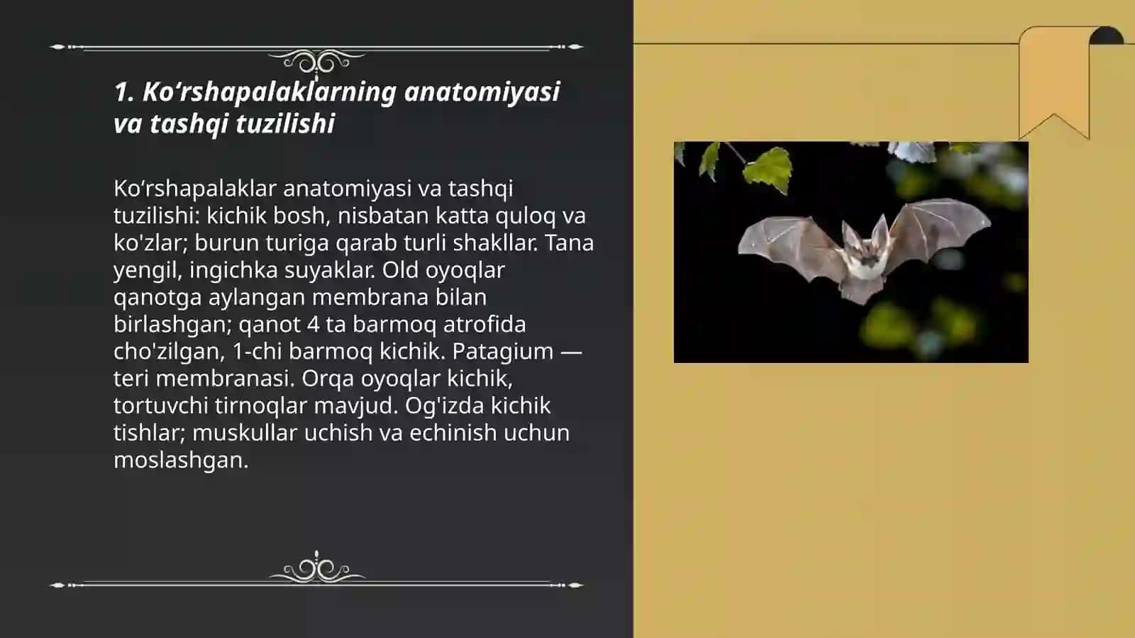 Koʻrshapalak anatomiyasi va tuzilishi 3