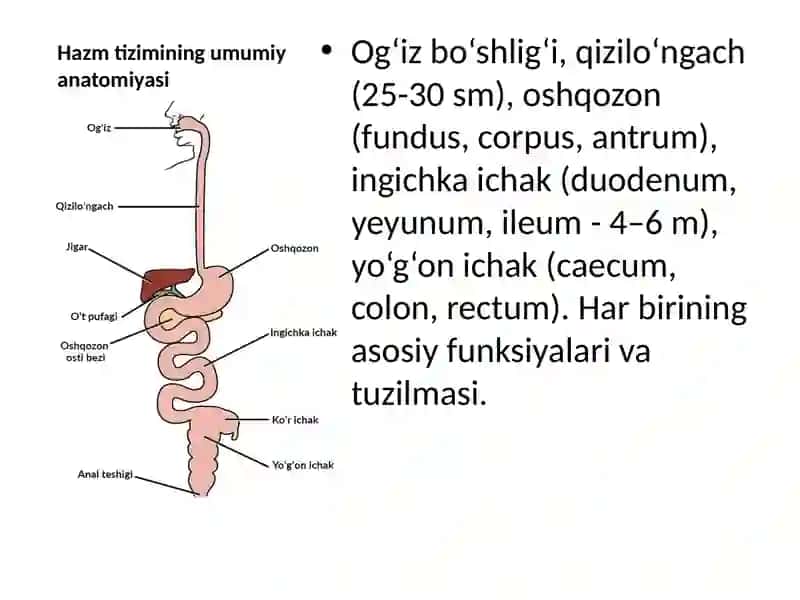 Hazm a’zolarining rentgenanatomiyasi va rivojlanish nuqsonlari 3