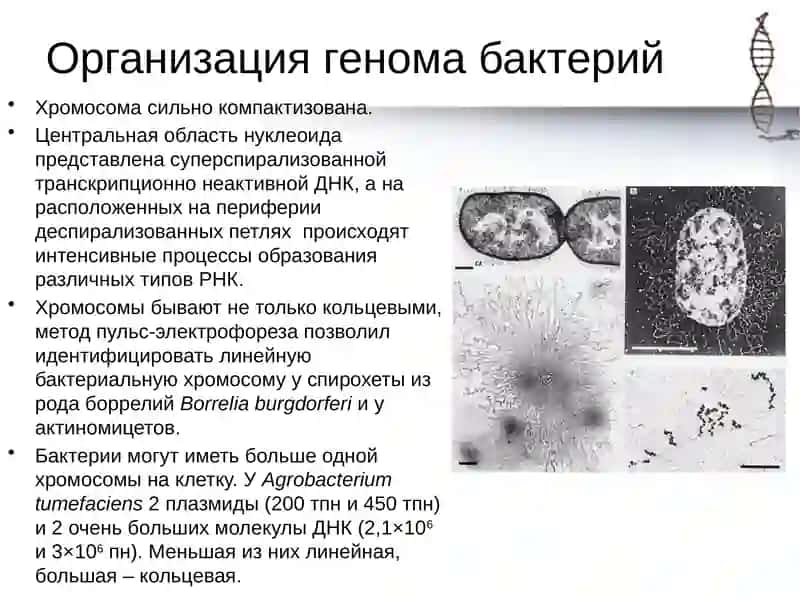 Молекулярные механизмы репликации 3