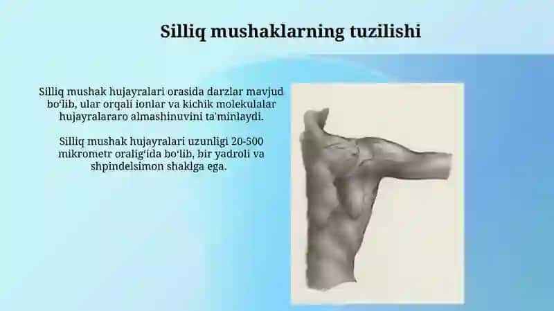 Silliq Mushaklarning Tuzilishi 3