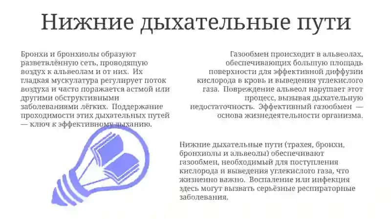 Дыхательная система 3