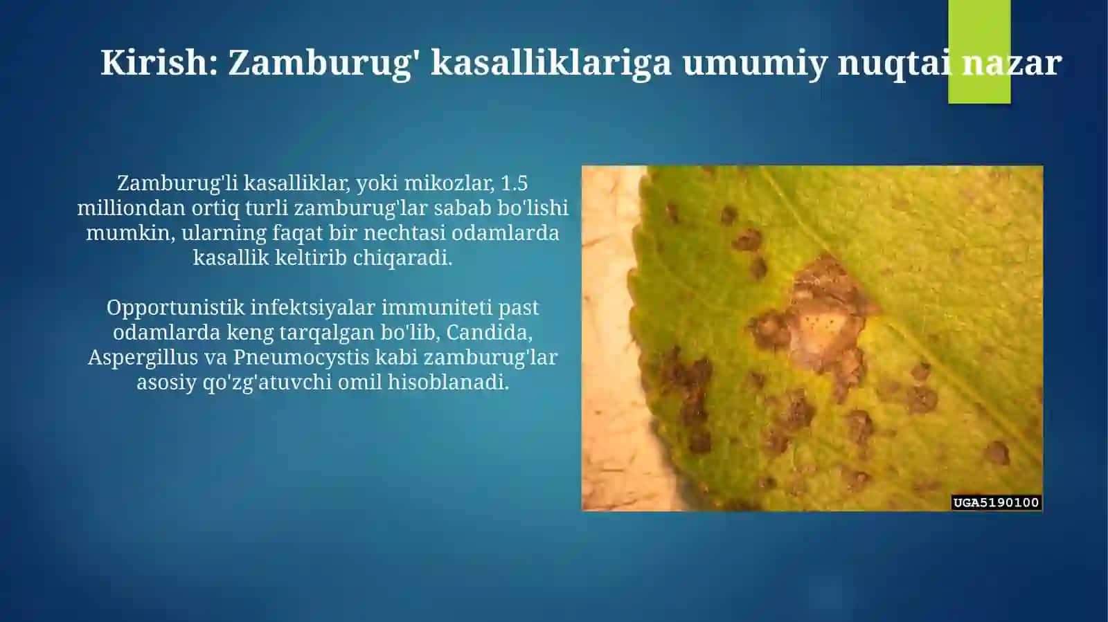 Zamburugʻlar keltirib chiqaradigan kasalliklar, qoʻzgʻatuvchilari, patogenezi, labaratoriya tashxisi 3