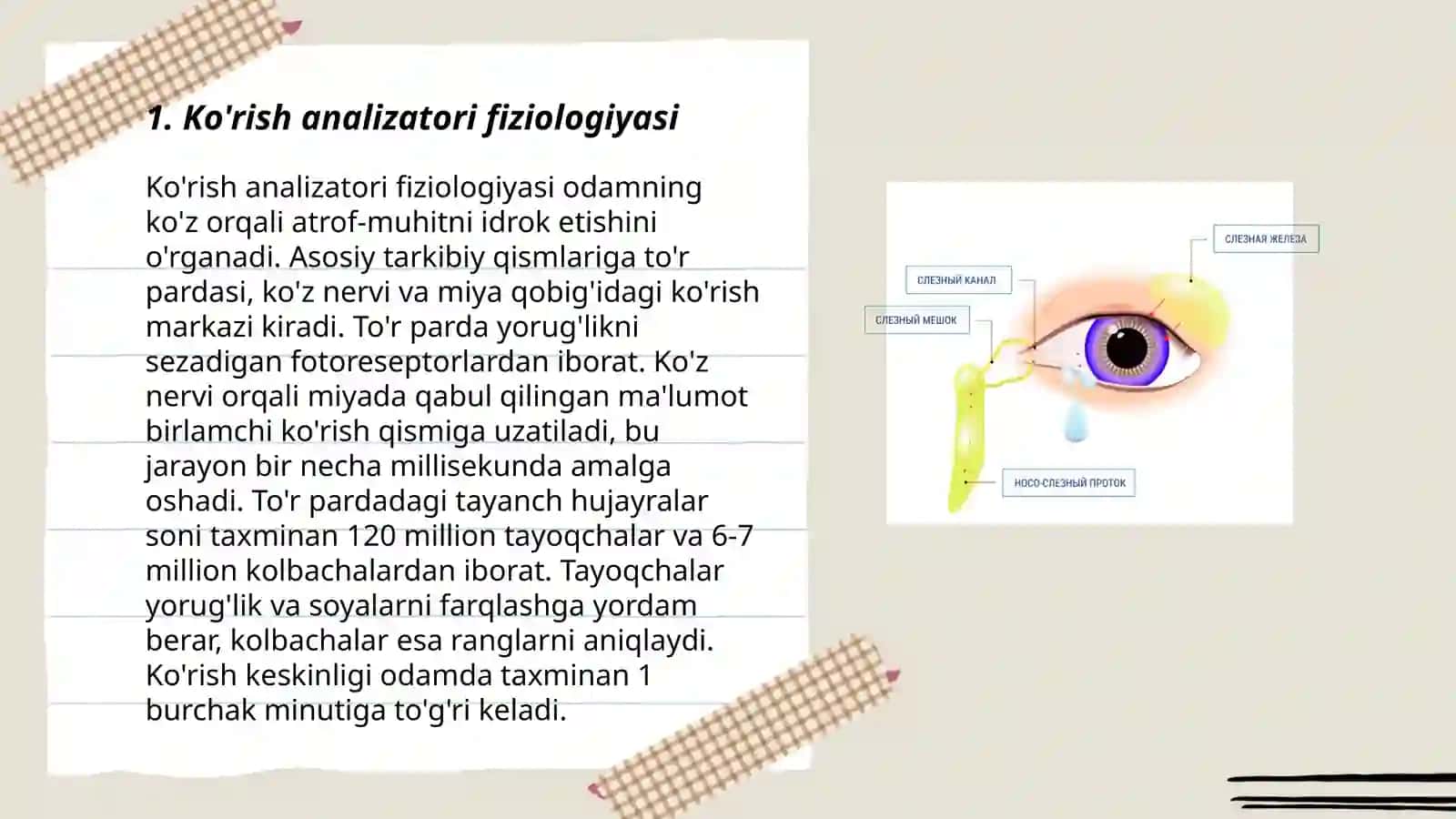 Analizatorlar fiziologiyasi 3