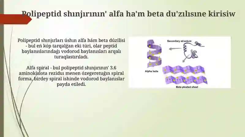 Polipeptidlik shinjirinin' alfa ha'm beta strukturasi 3