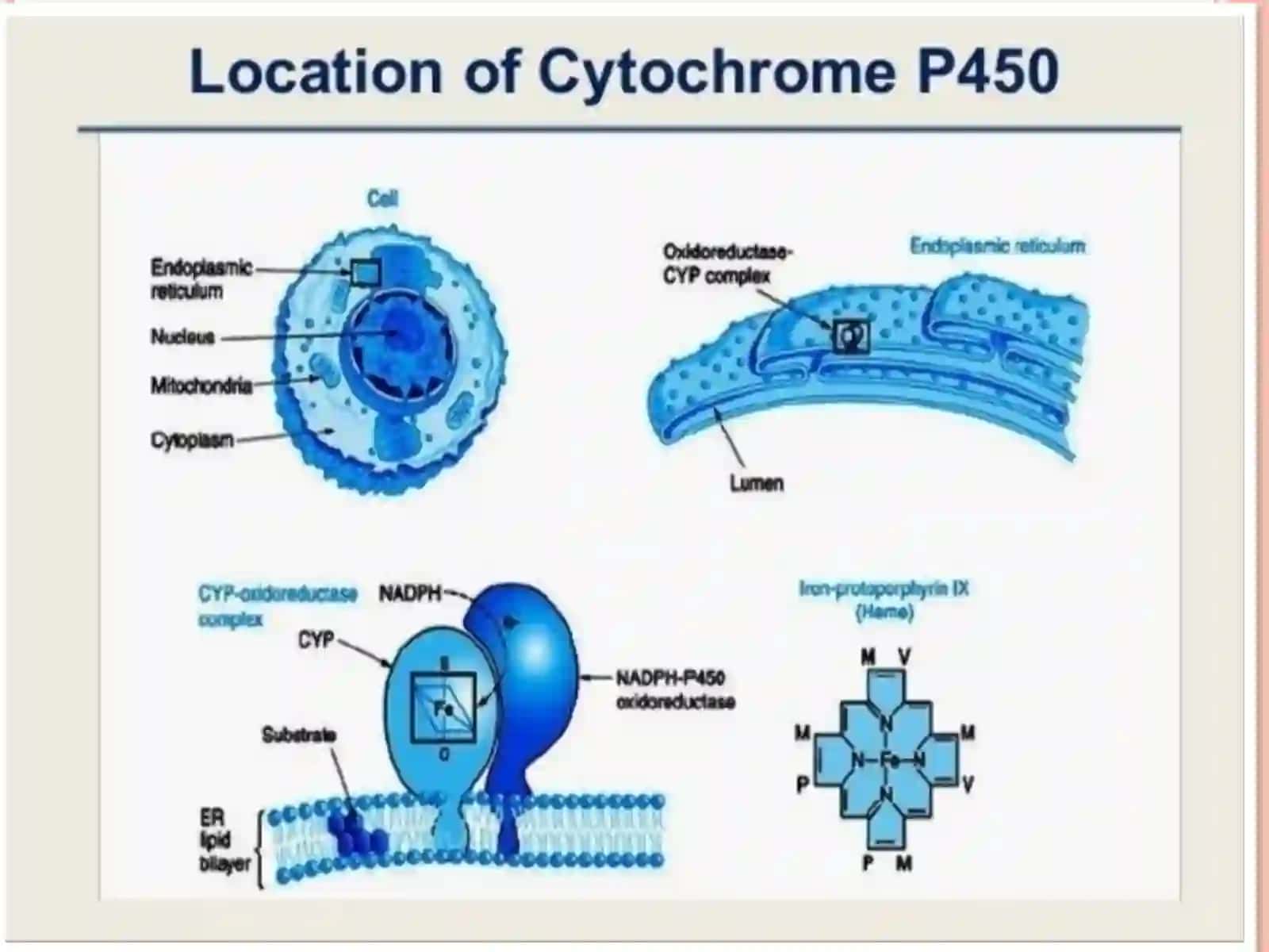 Sitoxrom P450 induktorlari va ingibitorlarini klinikada qoʻllanishi 3