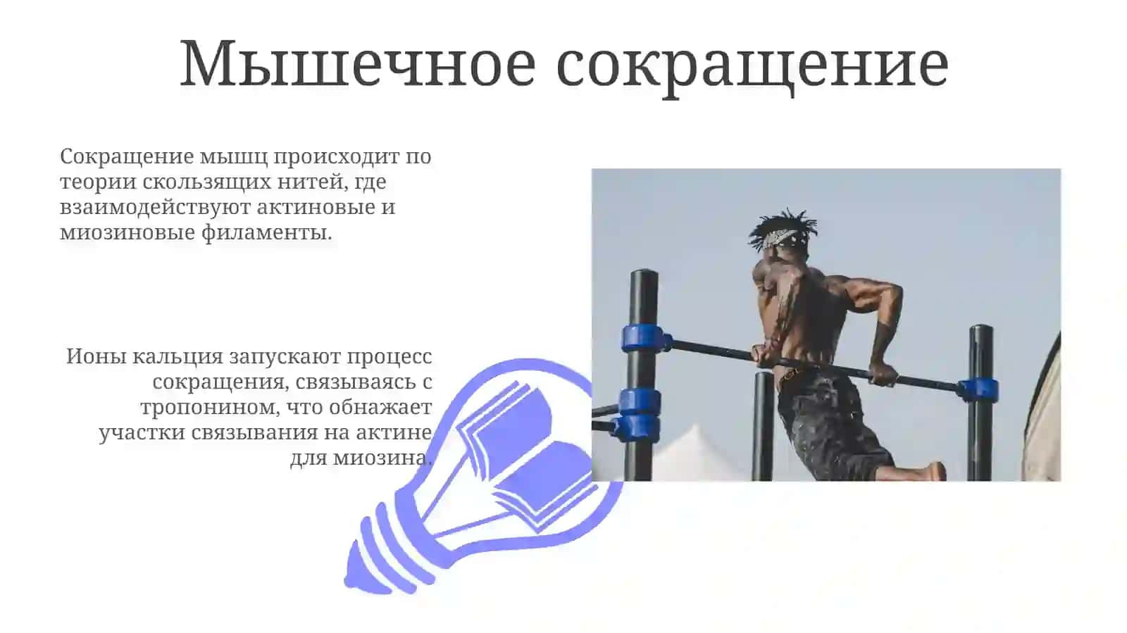 Мышечная клетка 3