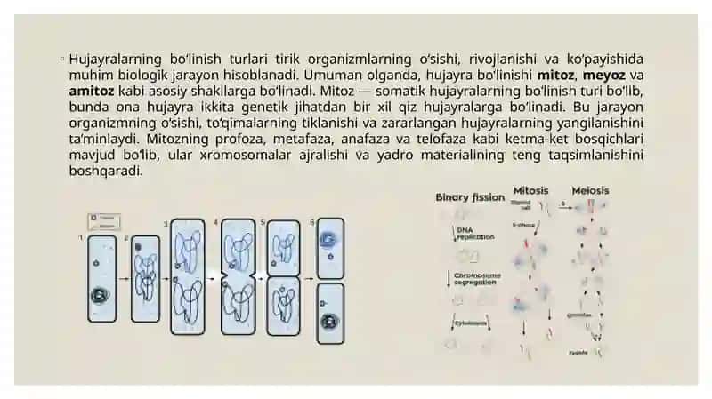 Hujayralarning bo'linish turlari. mitoz , meyoz, amitoz 3