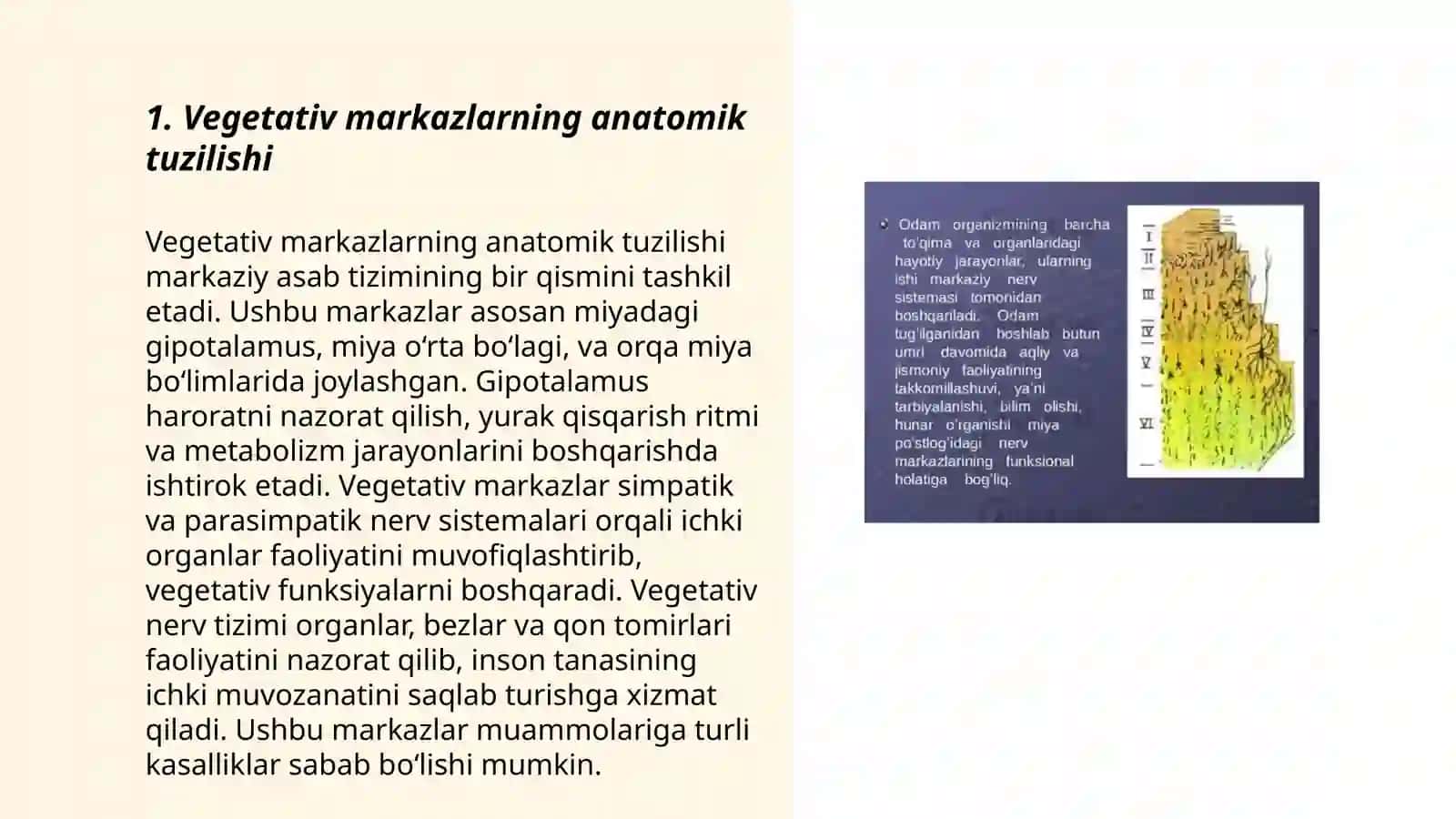 Vegetativ oliy markazlari va ularning funksional ahamiyati 3