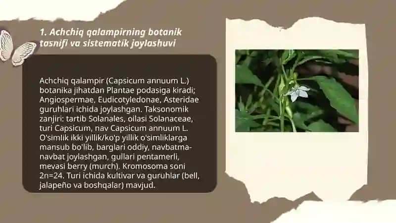 Achchiq qalampir (Capsicum annuum L.)botanik tasnifi, dorivorlik xususiyati va yetishtirish texnologiyasi 3
