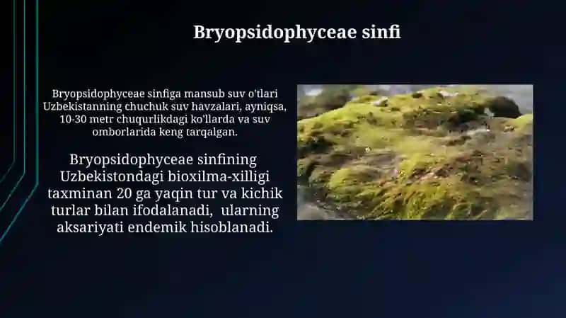 Bryopsidophyceae sinfi 3