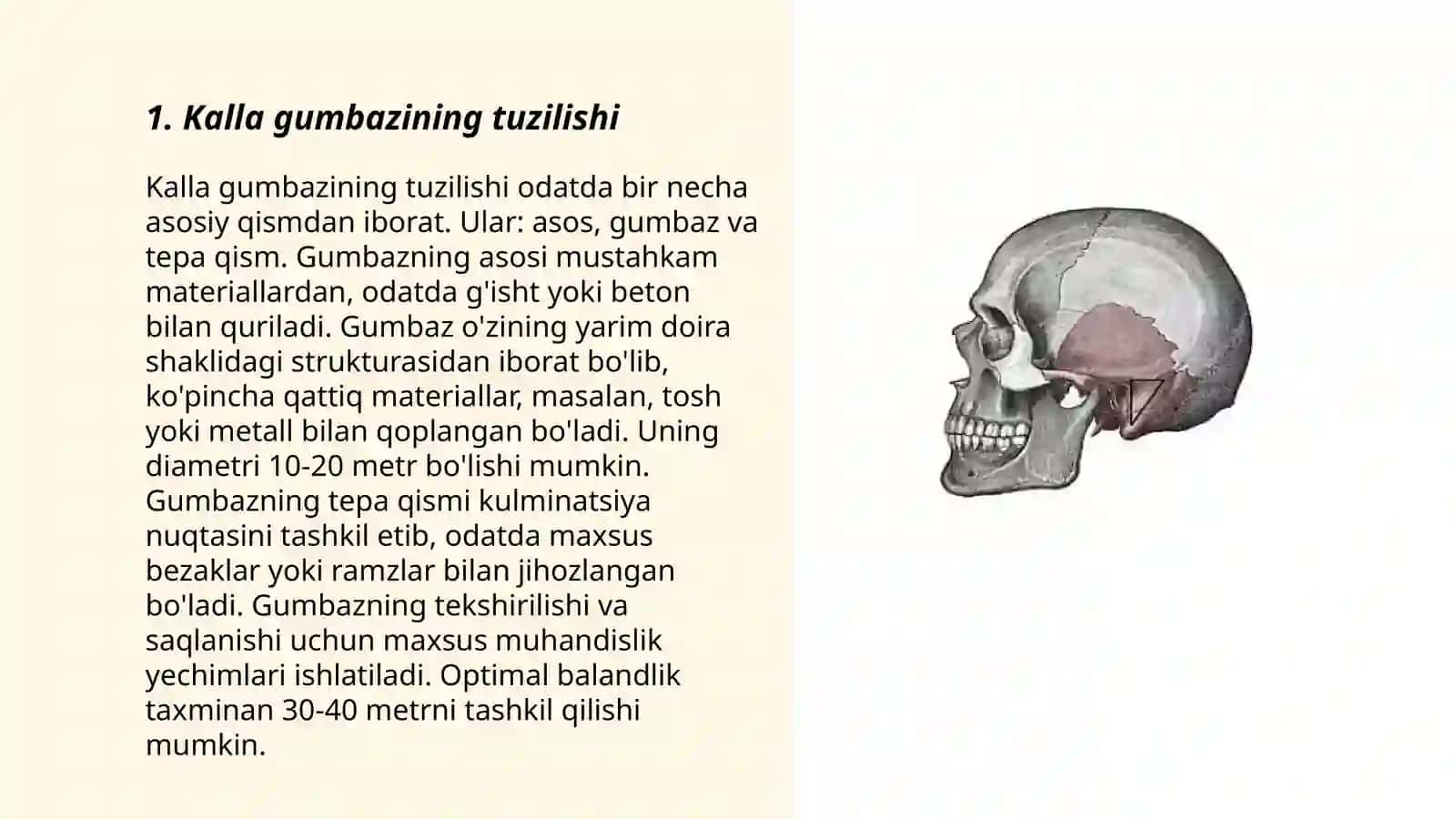 Kalla gumbazining topografik anatomiyasi 3