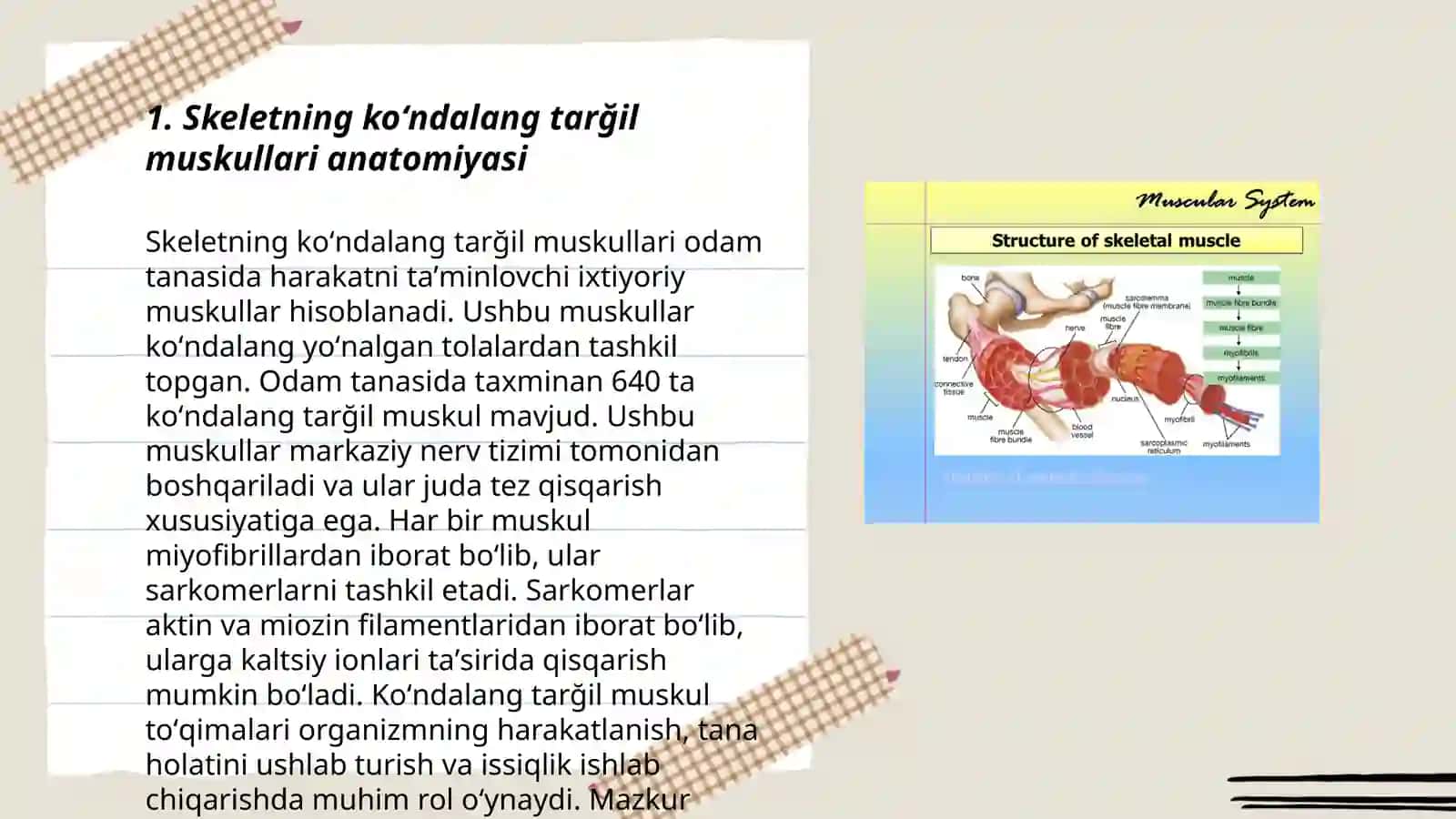 Skeletning koʻndalang tarğil muskullari anatomiyasi 3
