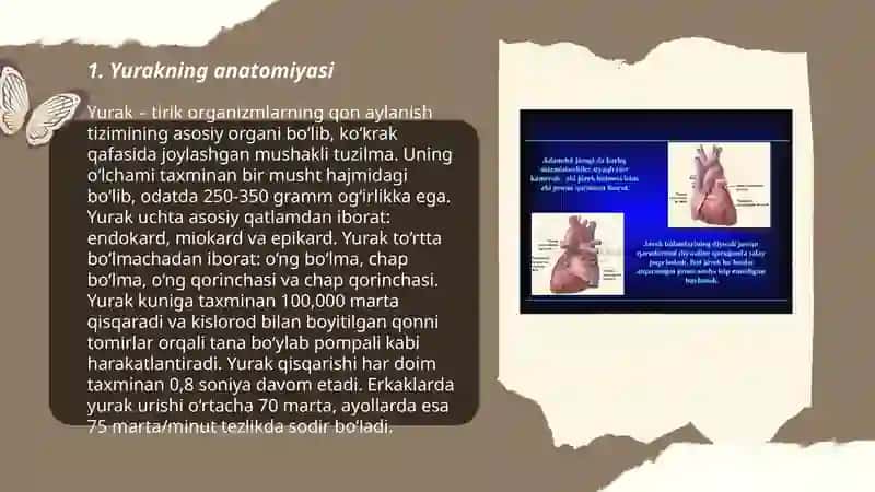 Yurakning õtkazuvchi tizimi.Yurak avtomatizi 3