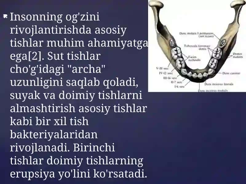 Suttishlarinianatomiyasi.Chiqishvaqti.Doimiytishdanfarqi.Tish-jag`segmentlari,burunbo`shlig`i,yuqorijag`bo`shlig`i,prikuslarvaanomaliyalari 3