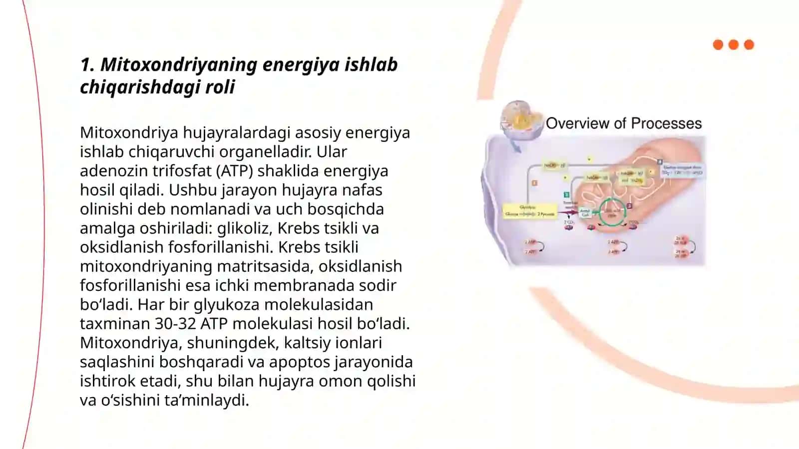 Mitoxondriya fiziologik ahamiyati 3