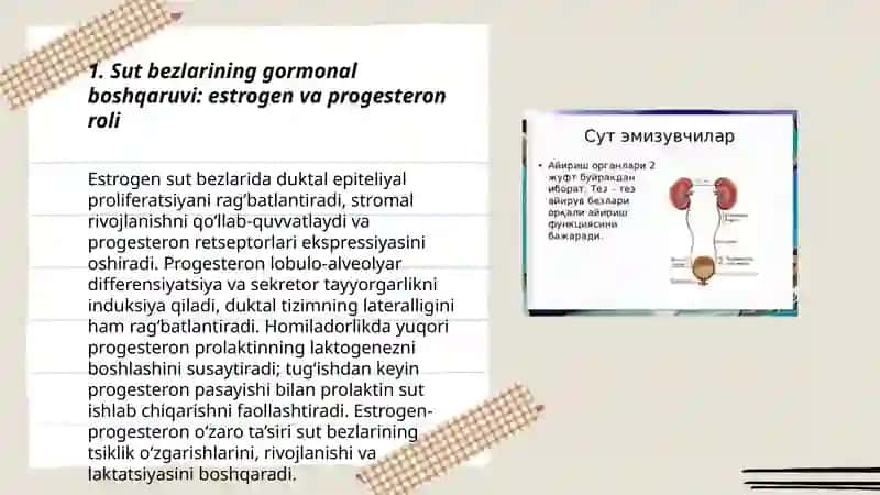 Sut bezlari faoliyatining boshqariluvi, sut bezlarining yoshga qarab o’zgarishi 3
