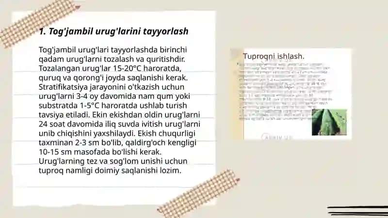 Tog'jambil o'simligini yetishtirish texnologiyasi. 3