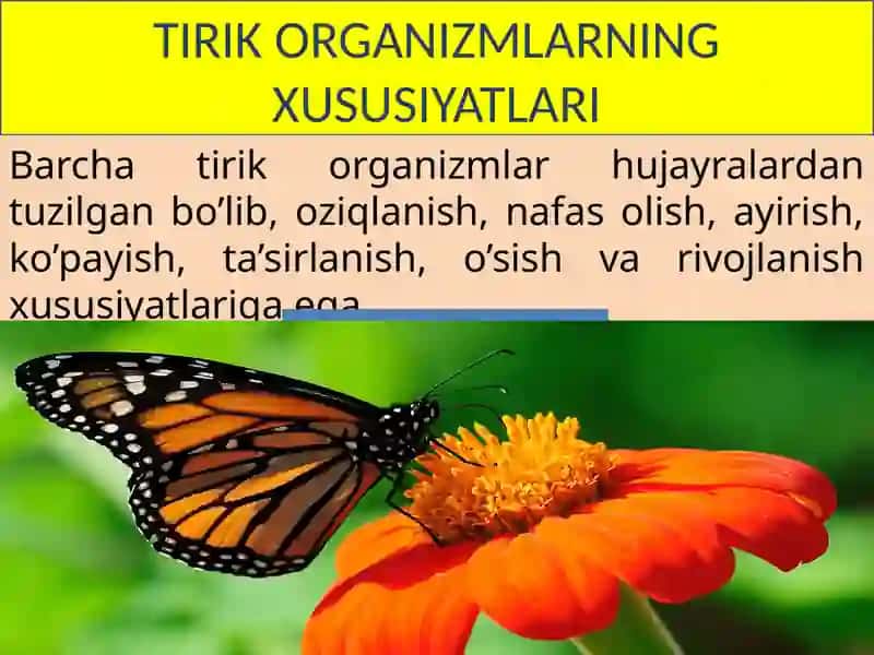 Tirik organizmlarning klassifikatsiyasi 3
