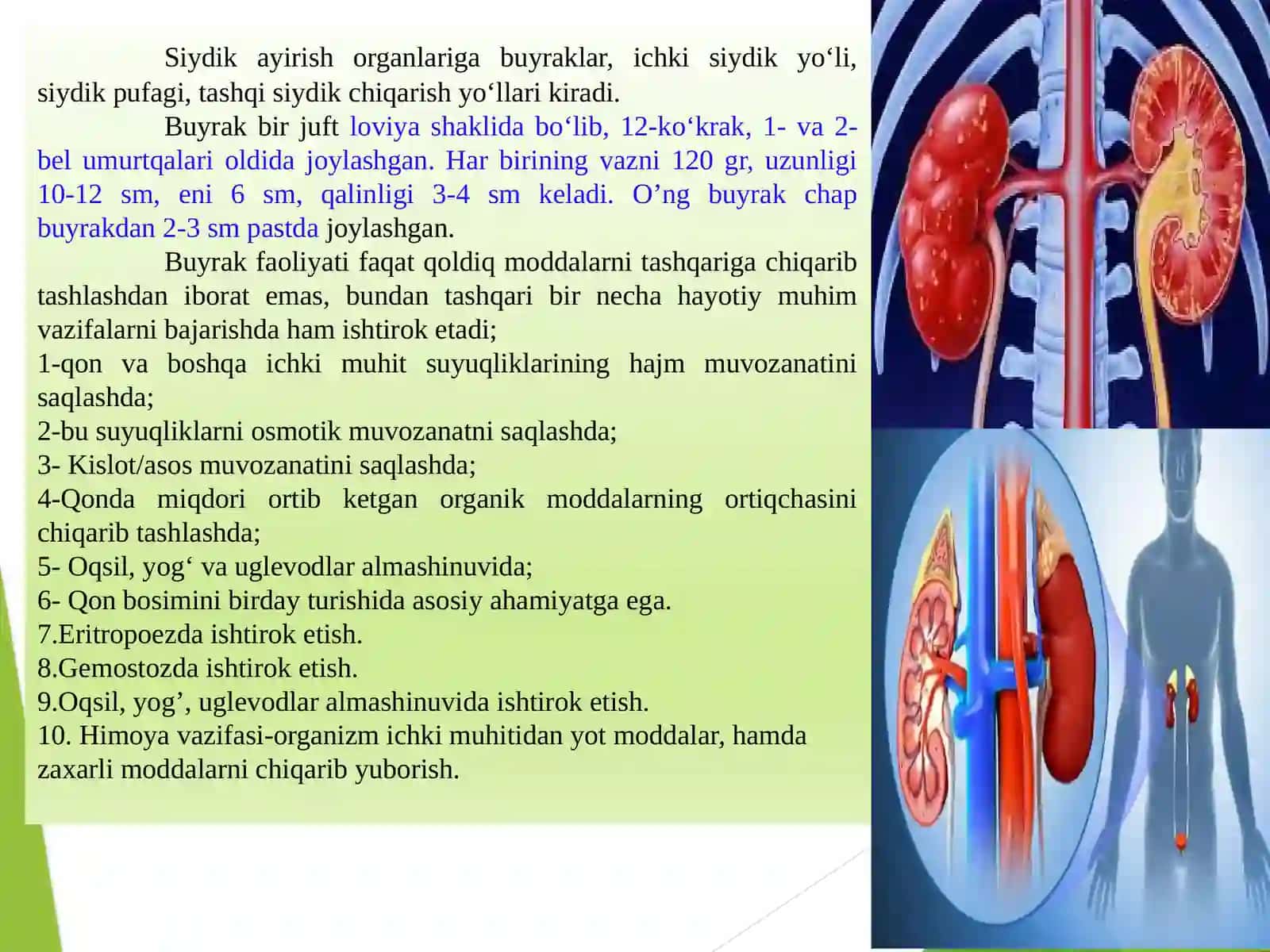 Ayiruvtizimlarining yosh xususiyatlari va gigiyenasi 3