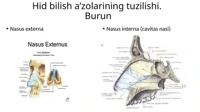 Hid bilish a’zolarining funksional anatomiyasi 3