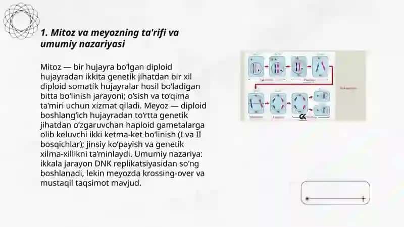 Mitoz va meyoz 3