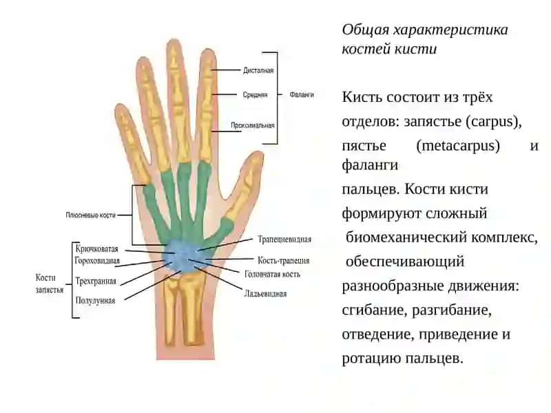 Вариабельная анатомия костей кисти и пороки развития 3