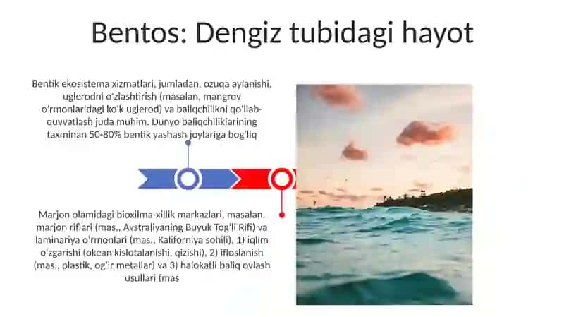 Bentos: Dengiz tubidagi hayot 3