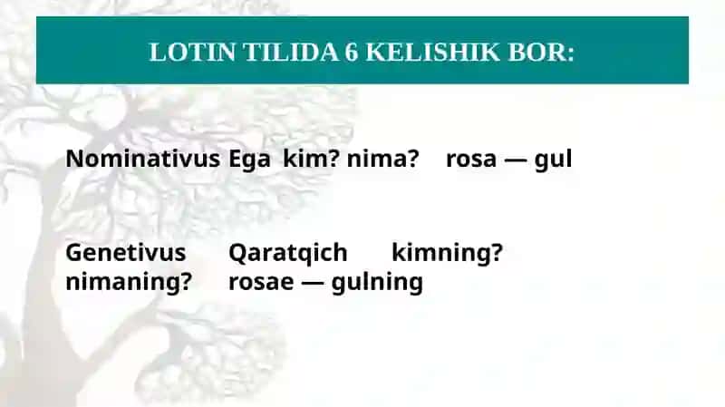 Lotin tilida otlar uchta rodga bo'linadi 3