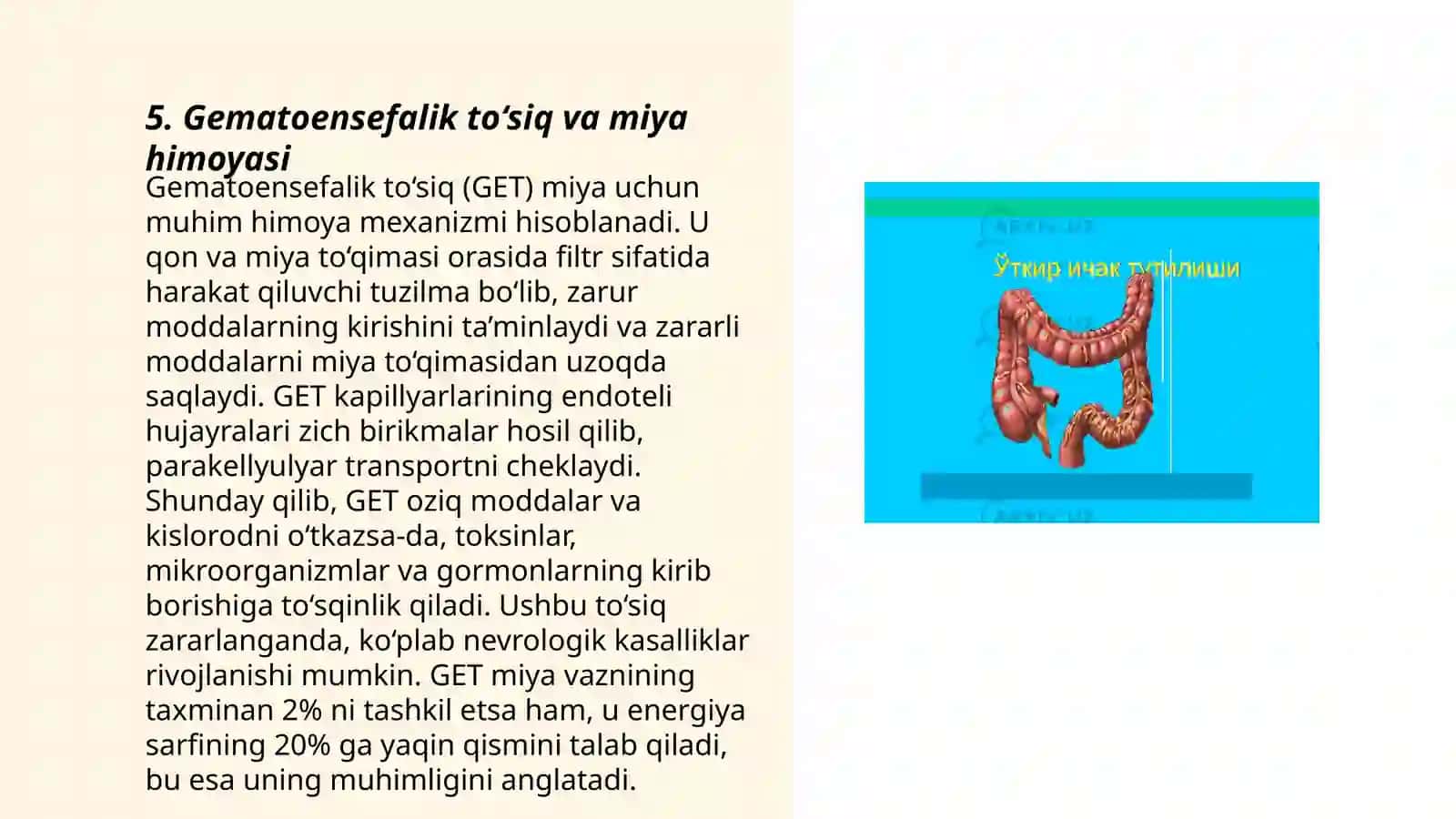 Meda ichak nayining endokrin hujayralari 3