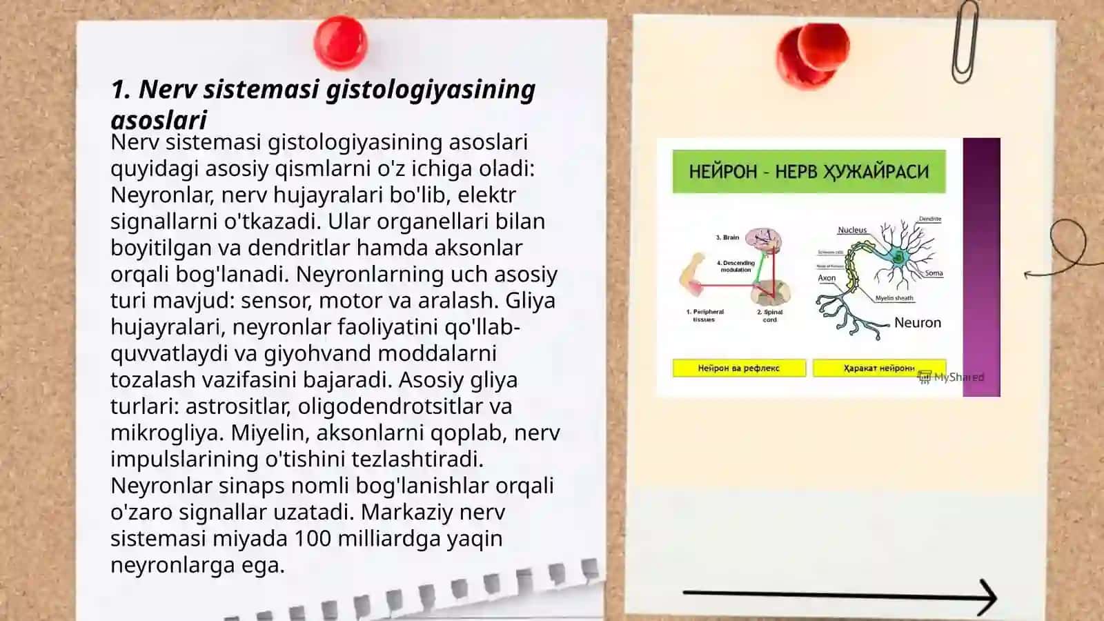 Nerv sistemasi gistalogiyasi 3