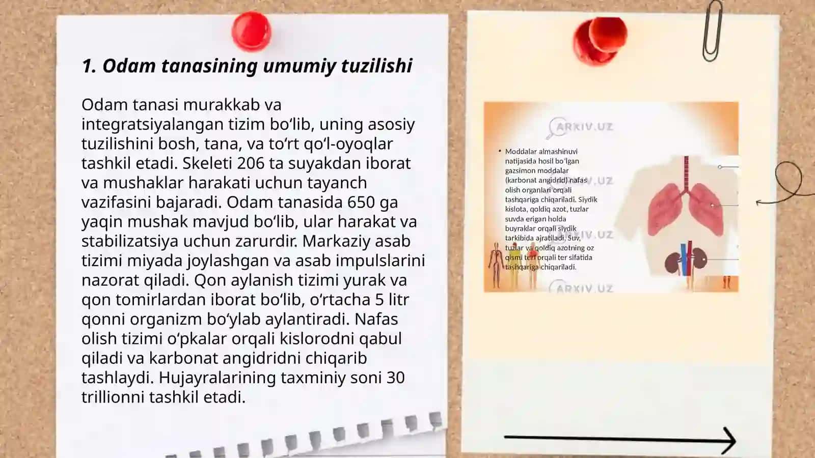 Odam va uning organlari tizimi tuzilishi va vazifalari 3