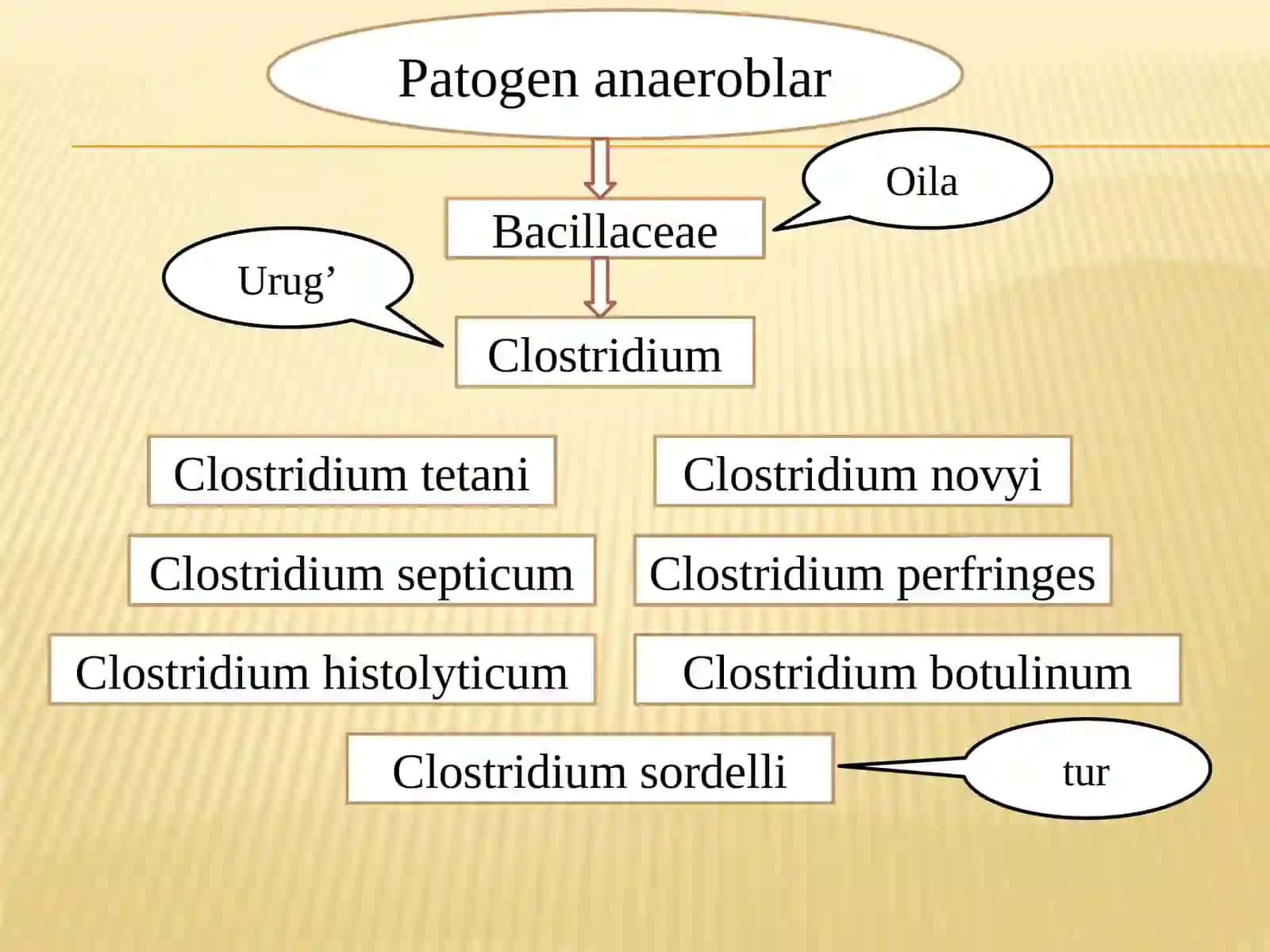 Patogen anaeroblar.Qoqshol,gazli gangrena qoʼzgʼatuvchilari va ularning biologik xususiyatlari 3