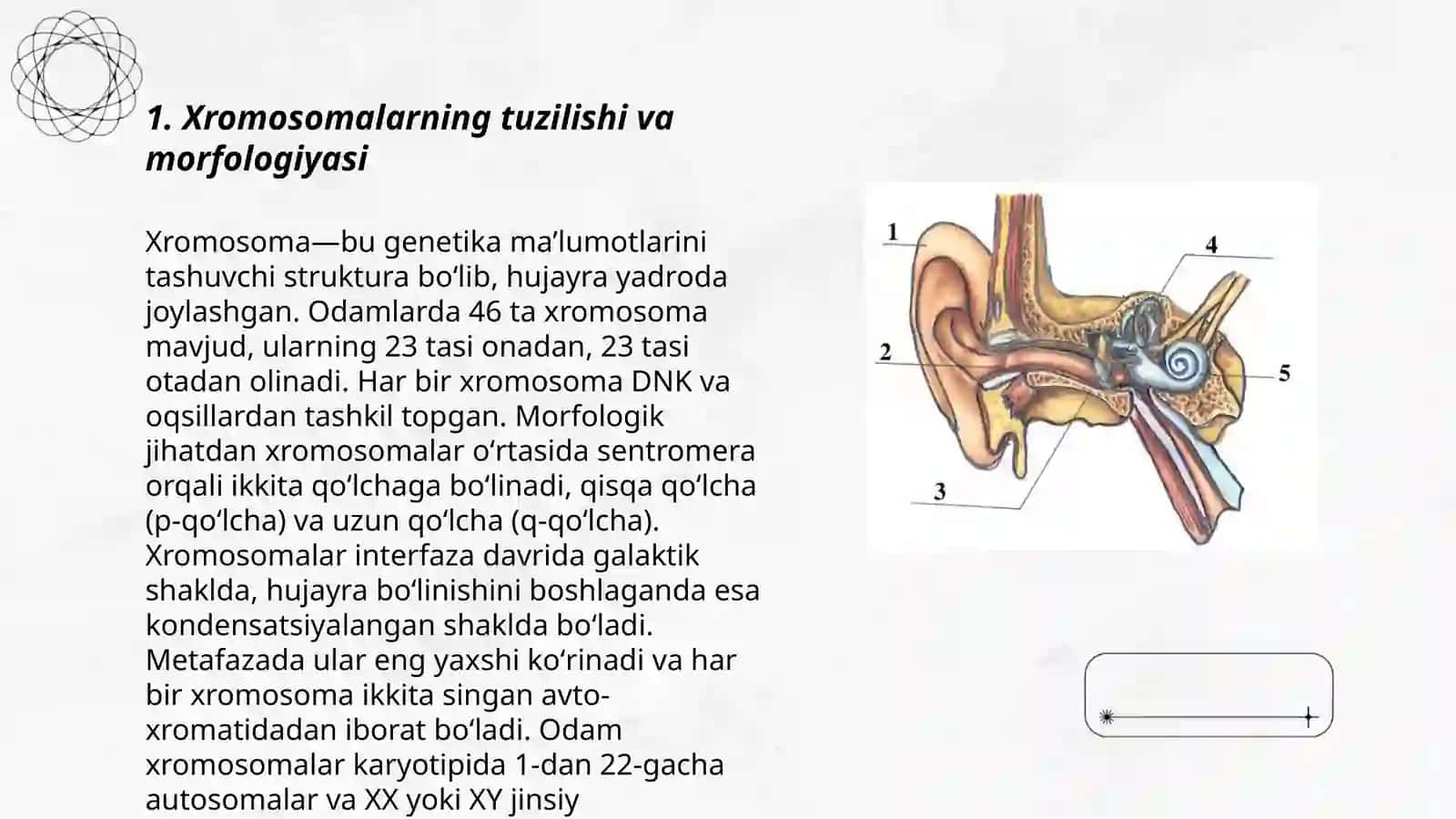 Hayvon va odam xramosomalarining morfo funksianal xaraktrestikasi 3