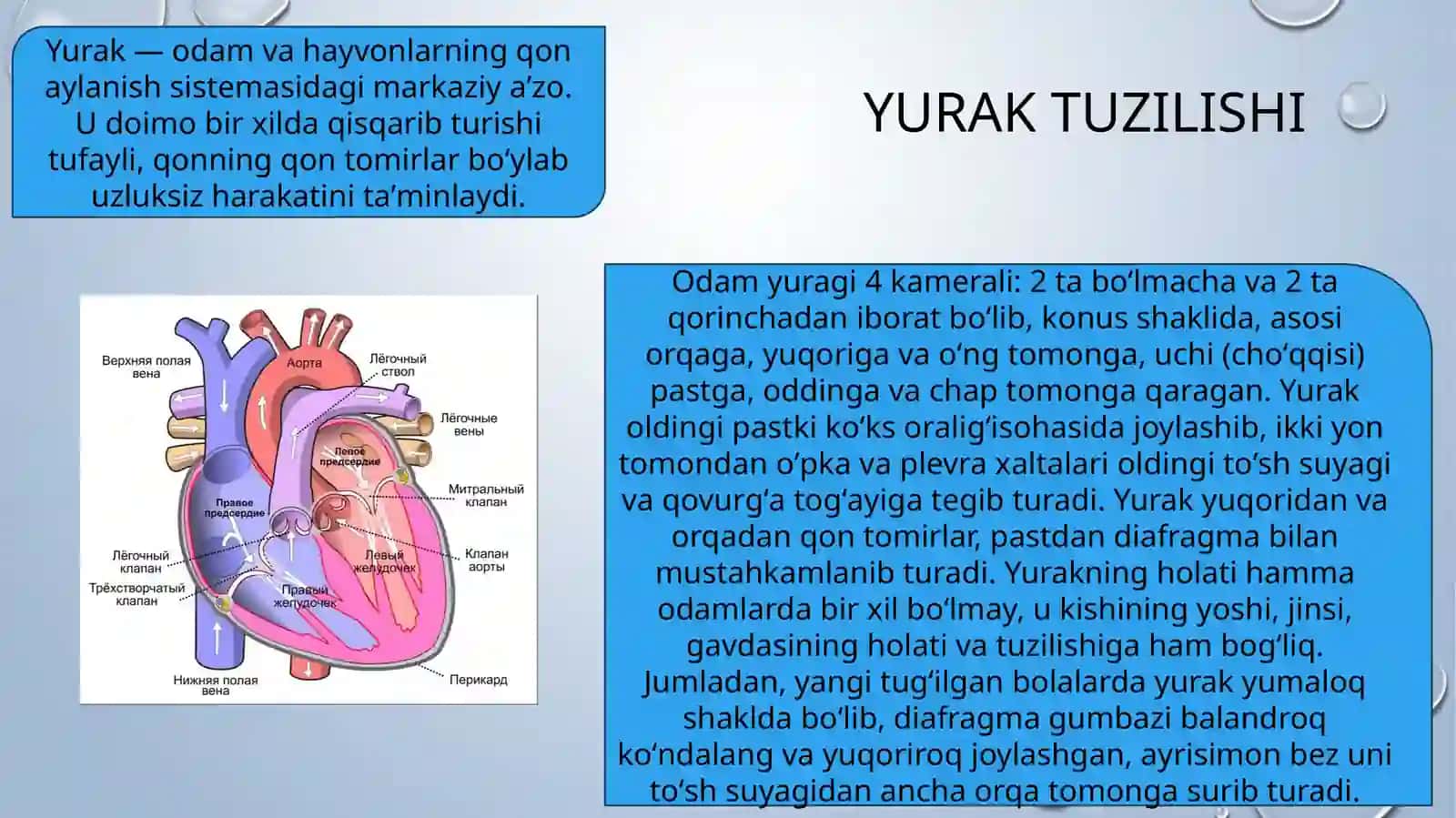 Yuraktuzilishi 3