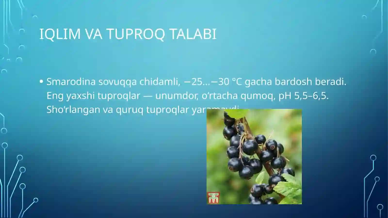 Smarodina yetishtirish 3